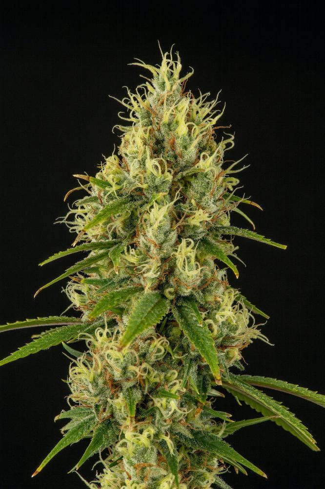 Hindu Kush